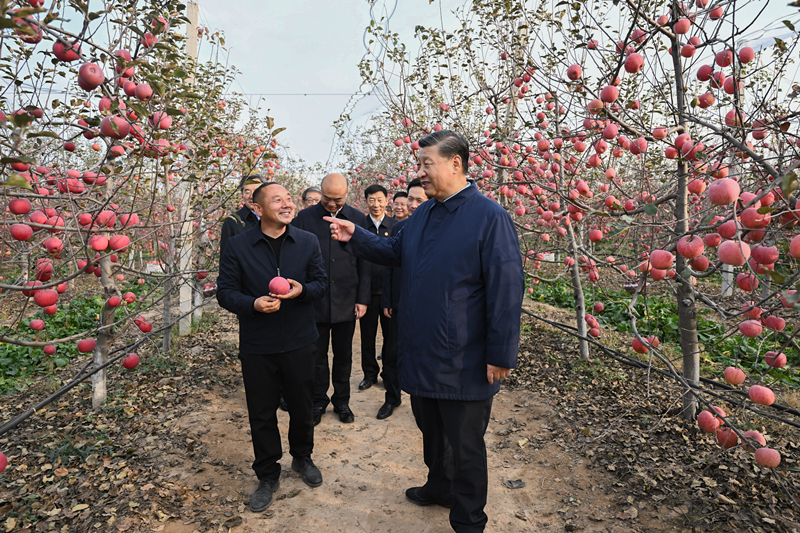 2022年10月26日,习近平总书记在陕西省延安市安塞区高桥镇南沟村的苹果园里同老乡们亲切交流。